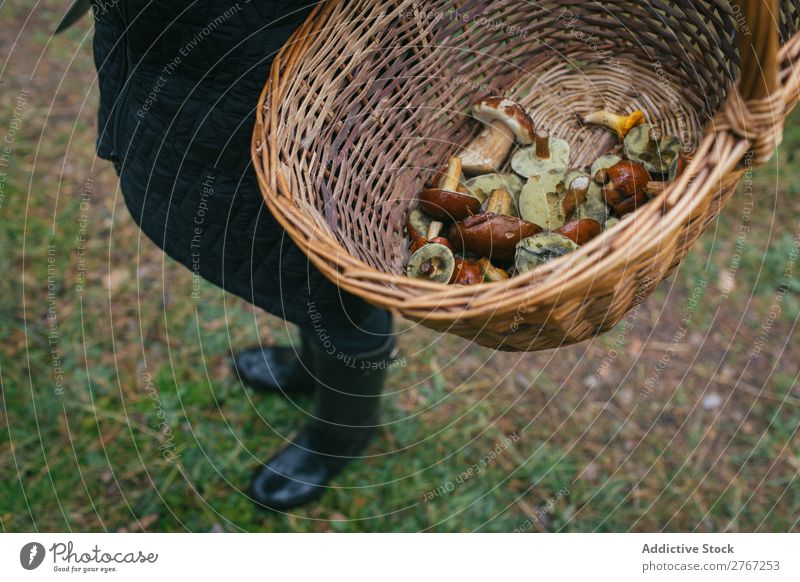 Getreideperson, die den Eimer voller Pilze hält. Korb pflücken Jahreszeiten Wald natürlich Sommer Gesundheit frisch Lebensmittel Herbst Weide Natur braun