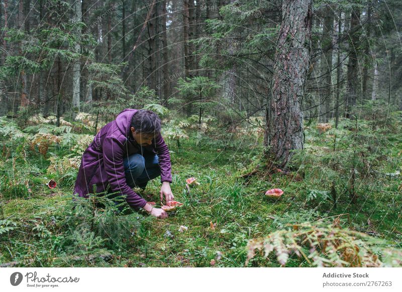 Mann sammelt Pilze im Wald Kommissionierung Erholung Sammeln Tourismus natürlich Jahreszeiten Gesundheit Herbst abholen frisch Moos kalt pflücken essbar Gras