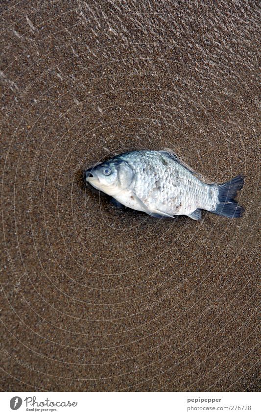 nichtschwimmer Lebensmittel Fisch Ernährung Angeln Sand Wasser Küste Strand Tier Totes Tier 1 braun türkis Tod Farbfoto Außenaufnahme Nahaufnahme Menschenleer