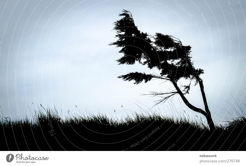 Baum, gezeichnet von Wind Natur Pflanze Himmel Sturm Gras Sträucher Wiese Hügel Bewegung stehen kalt blau schwarz Stimmung Tapferkeit Kraft Macht beweglich