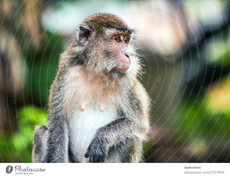 gelassenheit Ferien & Urlaub & Reisen Tourismus Ausflug Abenteuer Ferne Freiheit Natur Urwald Wildtier Tiergesicht Fell Affen makaken 1 außergewöhnlich exotisch