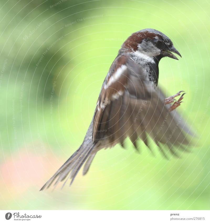 sparrow Umwelt Natur Tier Wildtier Vogel Flügel 1 grau grün Spatz fliegen fliegend Farbfoto Außenaufnahme Menschenleer Textfreiraum links Tag