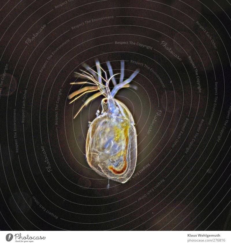 Wasserfloh, Daphnie leuchtet im Dunkelfeld unter dem Mikroskop auf Wassertropfen Teich Tiergesicht 1 Schwimmen & Baden fantastisch blau braun gelb schwarz