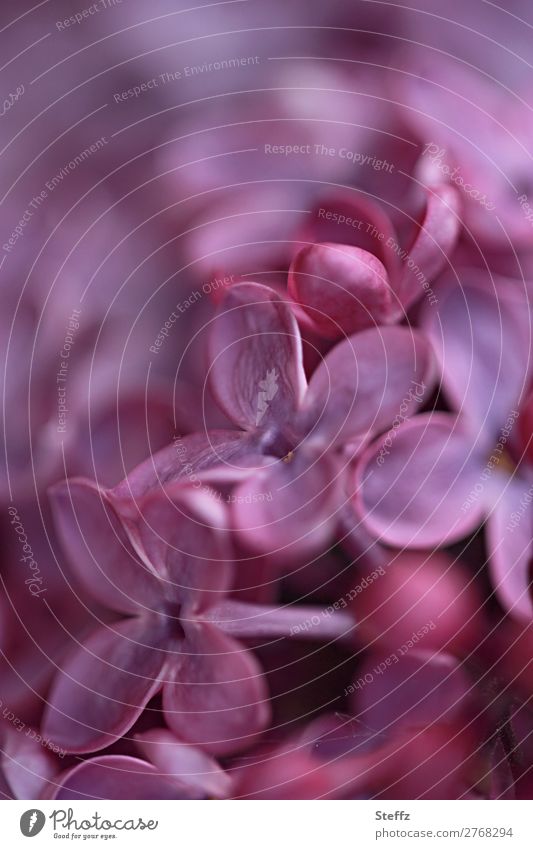 Fliederblüte Syringa Fliederduft Fliederfarbe Frühlingsblüten Syringa vulgaris Fliederstrauch Frühlingserwachen duftende Blüten Duft betörend betörender Duft