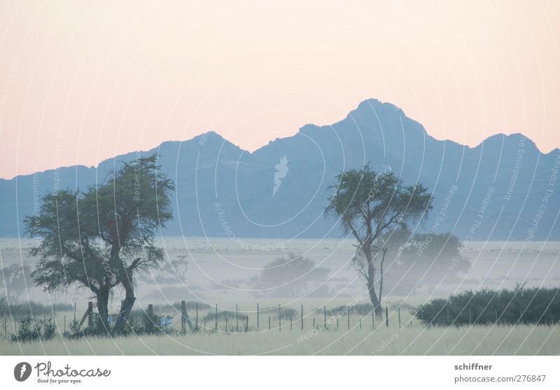 Guten Morgen Namib Natur Landschaft Wolkenloser Himmel Sonnenaufgang Sonnenuntergang Nebel Pflanze Baum Gras Kitsch Morgendämmerung Morgennebel Dunst