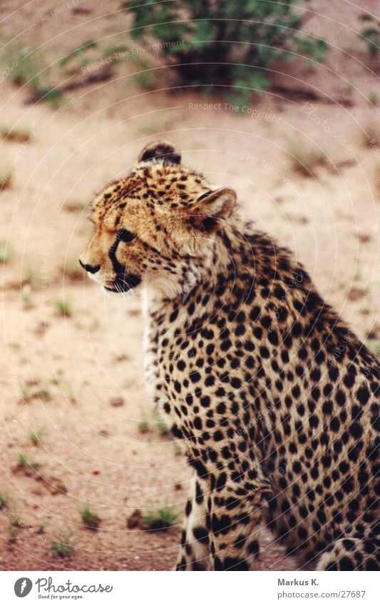 Der Sprinter Gepard Geschwindigkeit Katze Landraubtier Krallen Afrika Jäger Schnurren Namibia großkatze Stolz