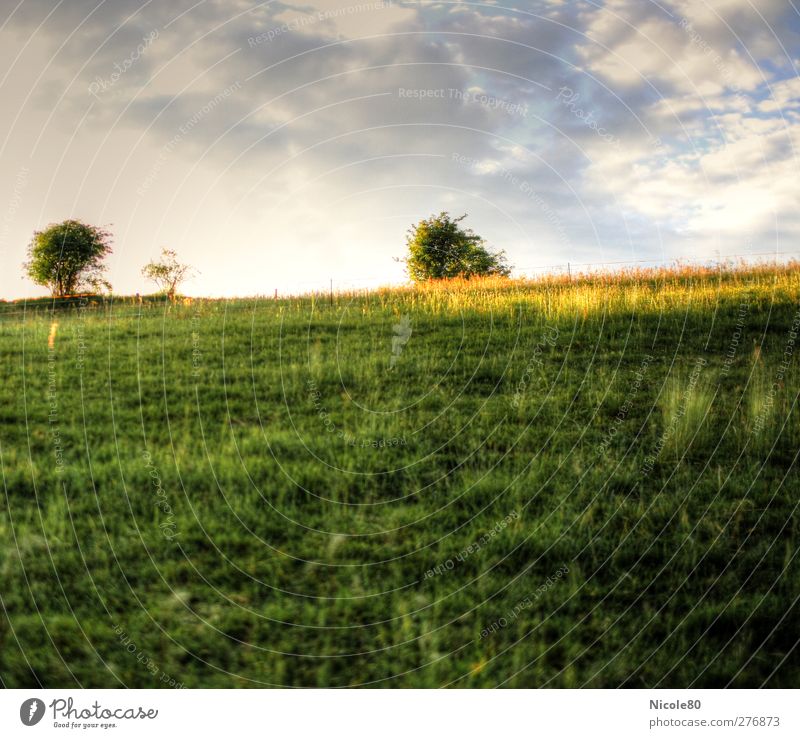 Wiese Umwelt Himmel Sommer Feld grün HDR Farbfoto Außenaufnahme Menschenleer Textfreiraum oben Textfreiraum unten Tag