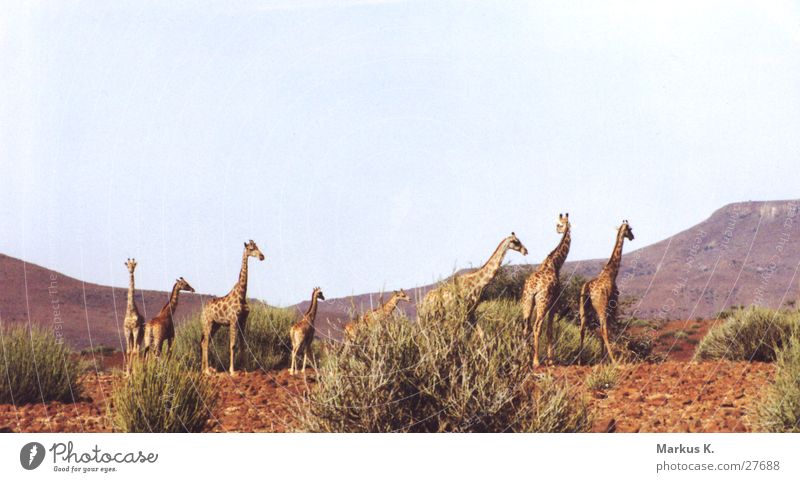 Giraffen Afrika lang Koloss rot Namibia mehrere Hals