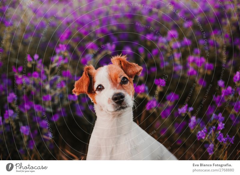 süßes Hundeporträt im Frühjahr im Freien.lila Hintergrund Lifestyle schön Sommer Sonne Freundschaft Natur Landschaft Pflanze Tier Sonnenaufgang Sonnenuntergang