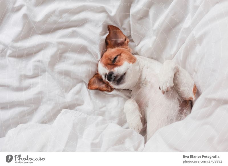 süßer Hund schläft auf dem Bett, weißes Bettlaken.morgens Lifestyle Krankheit Leben Erholung Freizeit & Hobby Winter Haus Schlafzimmer Tier Herbst Haustier 1