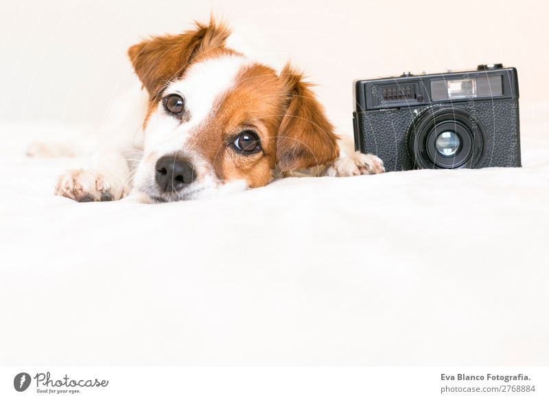Nahaufnahme Portrait des süßen Hundes mit Kamera Lifestyle Freizeit & Hobby Haus Bett Schlafzimmer Fotokamera Tier Haustier 1 beobachten genießen liegen Blick