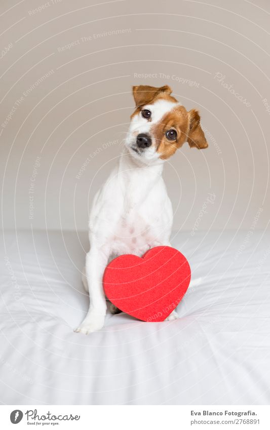 Porträt eines süßen Hundes, der mit einem roten Herzen auf dem Bett sitzt. Lifestyle schön Freizeit & Hobby Haus Raum Feste & Feiern Valentinstag Freundschaft