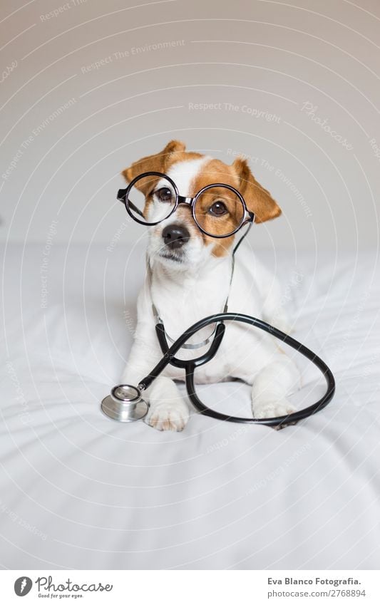 Porträt eines Motorhundes, der auf dem Bett sitzt. Lifestyle Gesundheit Gesundheitswesen Behandlung Krankenpflege Krankheit Medikament Freizeit & Hobby Haus