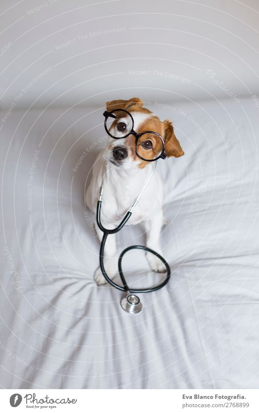 Porträt eines süßen Doktorhundes, der auf dem Bett sitzt. Lifestyle Gesundheit Gesundheitswesen Behandlung Krankenpflege Krankheit Medikament Freizeit & Hobby