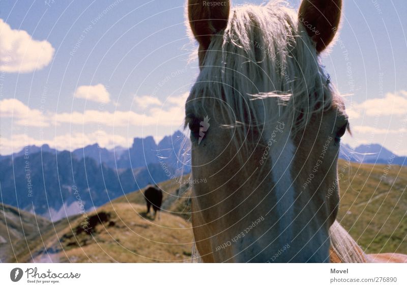 The italian horse Ferien & Urlaub & Reisen Sommer Berge u. Gebirge wandern Klettern Bergsteigen Landschaft Himmel Wolken Horizont Wiese Alpen Tier Wildtier