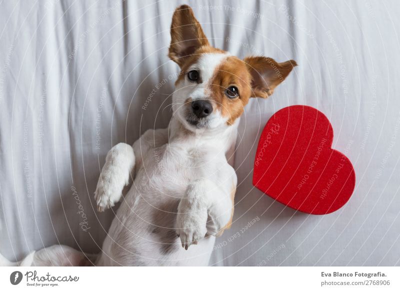 süßer junger kleiner Hund, der auf einem Bett mit einem roten Herzen sitzt. Lifestyle Glück Freizeit & Hobby Haus Feste & Feiern Valentinstag Tier Haustier 1