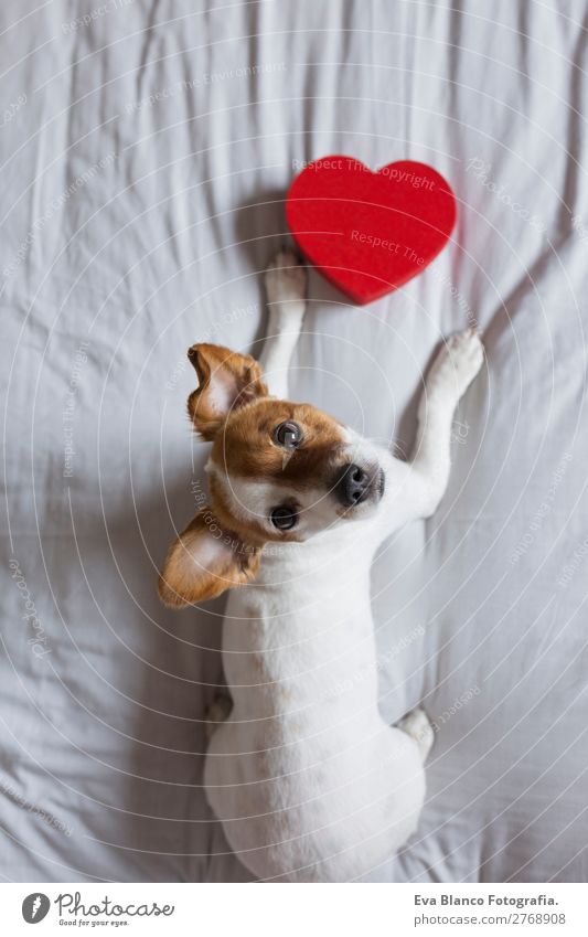 süßer junger kleiner Hund auf dem Bett sitzend mit einem roten Herzen Lifestyle Glück Freizeit & Hobby Haus Feste & Feiern Valentinstag Tier Haustier 1 Holz
