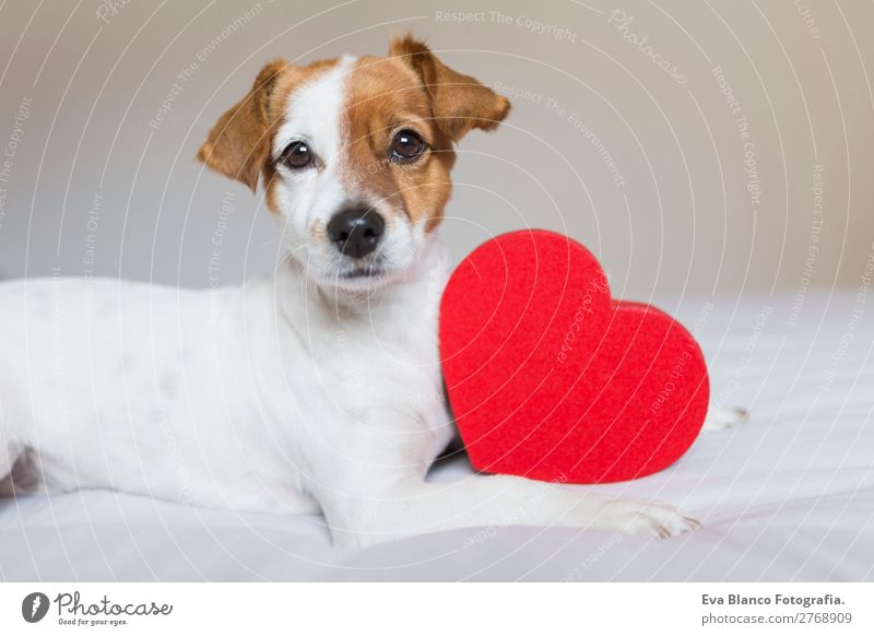 süßer kleiner Hund auf dem Bett sitzend mit einem roten Herzen. Lifestyle Freizeit & Hobby Wohnung Haus Raum Feste & Feiern Valentinstag Tier Haustier 1 Holz