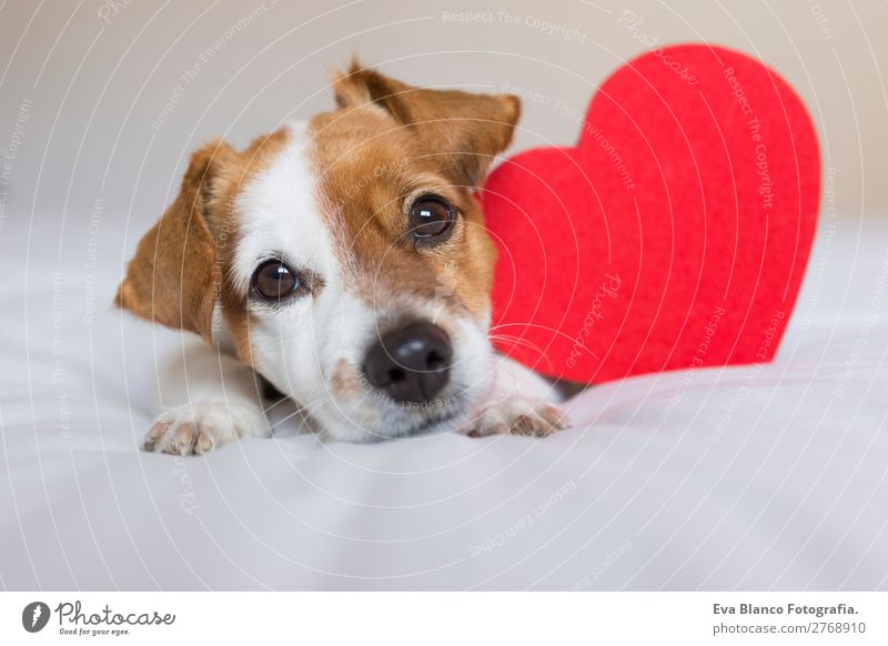 süßer kleiner Hund auf dem Bett sitzend mit einem roten Herzen Lifestyle Glück Feste & Feiern Valentinstag Medien Tier Haustier Holz Liebe lustig niedlich braun