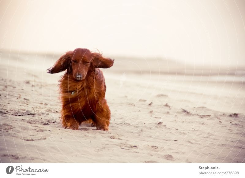 Blöder Wind Sommer Küste Strand Nordsee Ostsee Meer Insel Borkum Haustier Hund 1 Tier frieren sitzen stehen Traurigkeit authentisch einzigartig lustig niedlich
