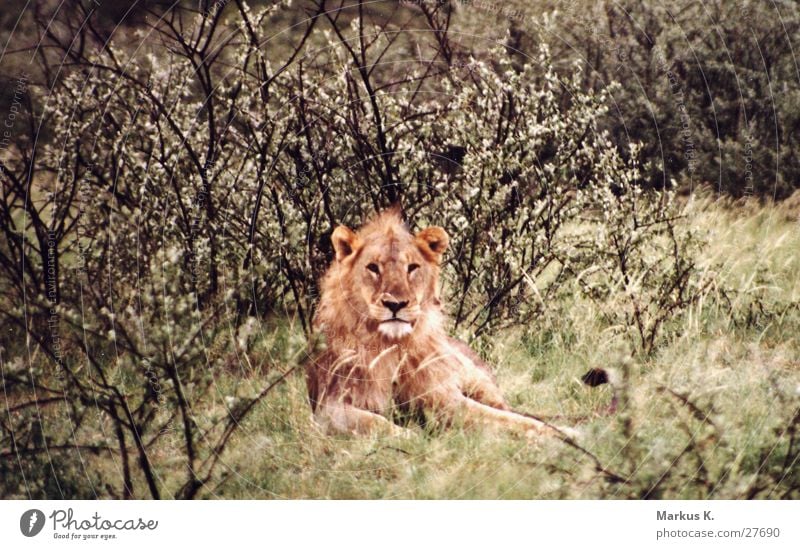 The King Löwe Afrika Mähne Landraubtier Katze Namibia Krallen Jäger König Wildtier großkatze erfurcht Respekt