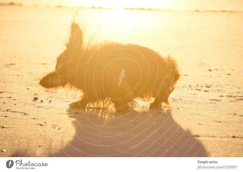 Nach dem Baden Sand Sonne Sonnenaufgang Sonnenuntergang Sonnenlicht Sommer Wellen Küste Seeufer Flussufer Strand Bucht Nordsee Ostsee Meer Haustier Hund Fell