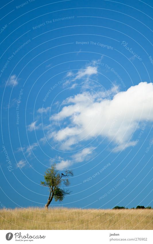 anziehungspunkt. wandern Natur Landschaft Pflanze Tier Himmel Wolken Schönes Wetter Baum Gras Feld Steppe Vogel 1 frei Unendlichkeit blau Einsamkeit Ewigkeit