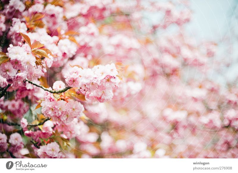 kirschen Frühling Sommer Baum Blume Blüte Kirsche Kirschblüten Kirschbaum Farbstoff Garten Park atmen berühren Blühend genießen Küssen Lächeln leuchten Liebe