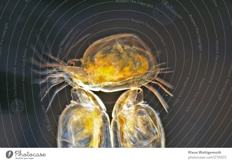 "Einer trage des anderen Last" Tier Tiergesicht 3 Mikroskop Schwimmen & Baden tauchen tragen exotisch fantastisch blau braun gelb schwarz Wasserfloh Organe