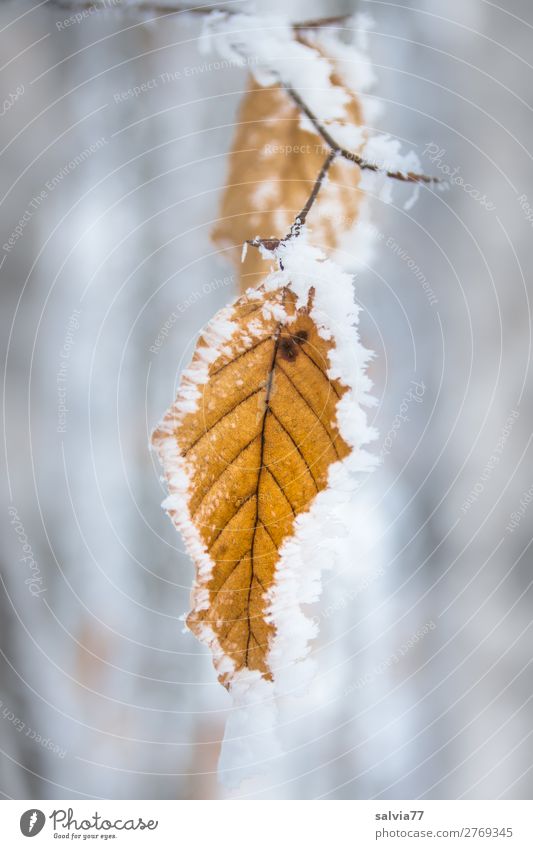 Eiszeit | eingerahmt Umwelt Herbst Winter Frost Pflanze Baum Blatt Zweig Buchenblatt Wald frisch ruhig Raureif Farbfoto Außenaufnahme Makroaufnahme Menschenleer