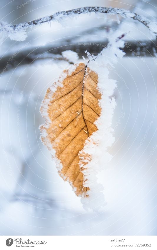 Rauhreif Umwelt Natur Wasser Winter Klima Wetter Eis Frost Schnee Pflanze Blatt Buchenblatt Herbstfärbung Park Wald kalt Raureif Blattadern Zweig Farbfoto