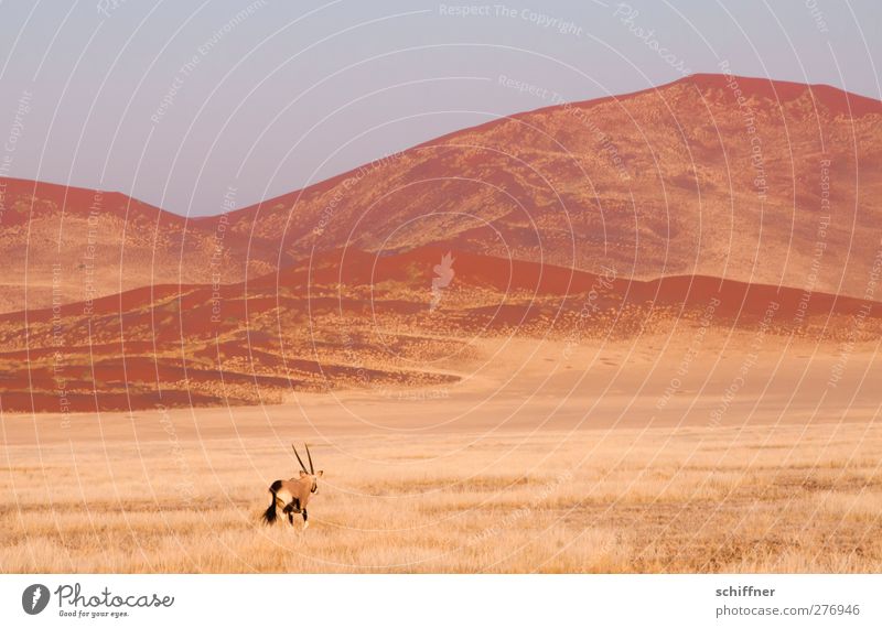 Schnell weg hier! Umwelt Natur Landschaft Sonnenlicht Gras Sträucher Tier Wildtier 1 rennen rot Flucht Safari Spießbock Steppe Wüste Düne Namibia Afrika