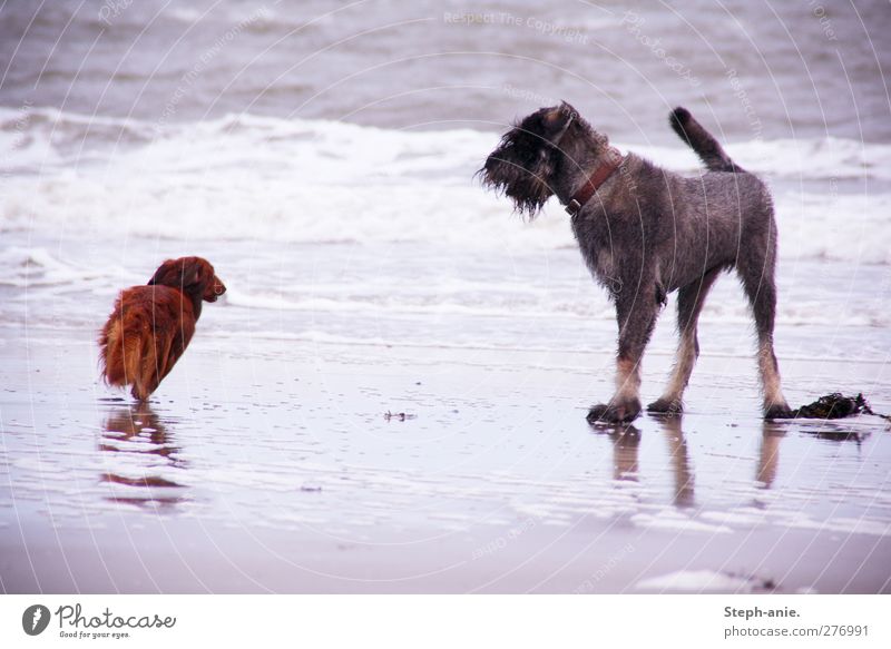 Felix und Paul Sand Wasser Wellen Küste Strand Meer Hund 2 Tier beobachten laufen rennen Schwimmen & Baden stehen frei nass Leben erleben Haushund toben