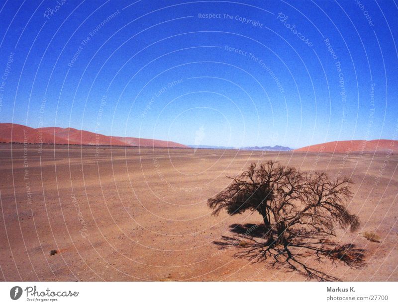 Fernweh Baum rot Ferne Afrika heiß Physik trocken München Namib blau Wüste schweifen Wärme Durst