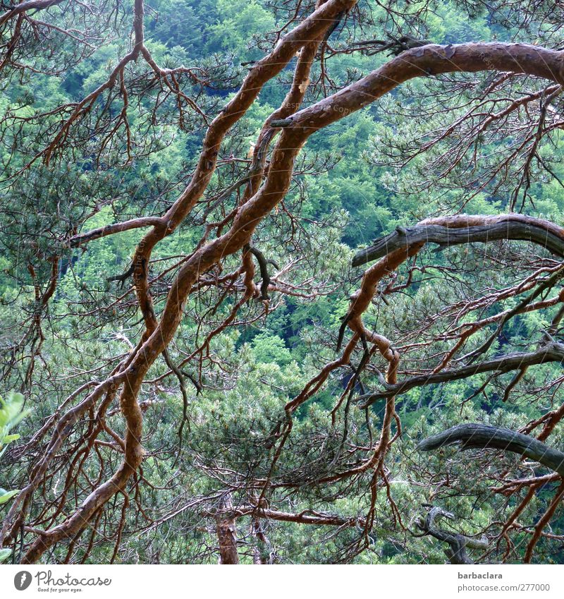 Albtrauf Natur Landschaft Baum Kiefer Wald Schwäbische Alb Linie dunkel viele wild braun grün Kraft Einsamkeit bizarr Energie Erholung Freiheit geheimnisvoll