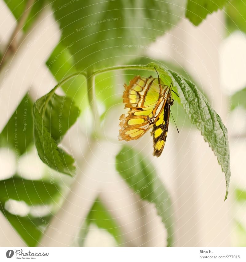 Schmetterling Pflanze Sträucher Blatt 1 Tier hängen hell gelb grün Farbfoto Menschenleer Schwache Tiefenschärfe