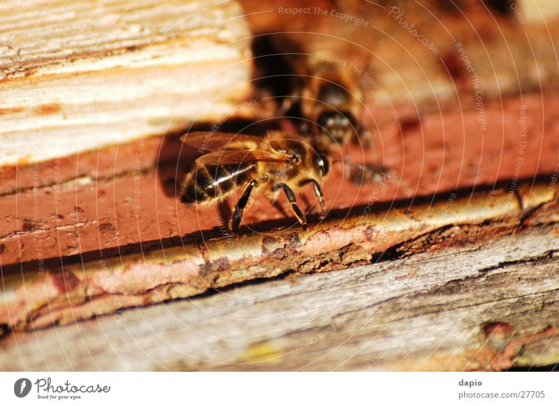 Chating Bees Biene Bienenstock Arbeiter Detailaufnahme Bienenzucht