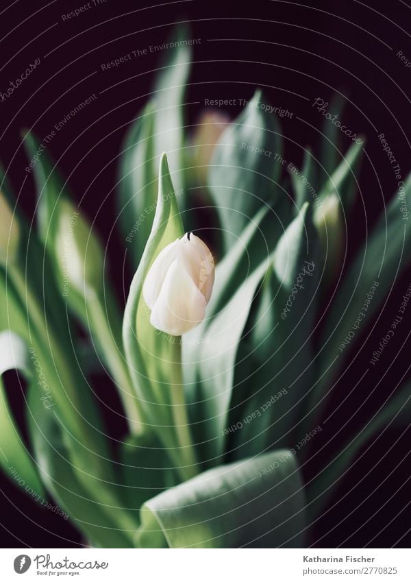 Tulpe weiß Blumenstrauss malerisch schön Pflanze Frühling Sommer Herbst Winter Blumenstrauß Blühend leuchten ästhetisch grün türkis Dekoration & Verzierung