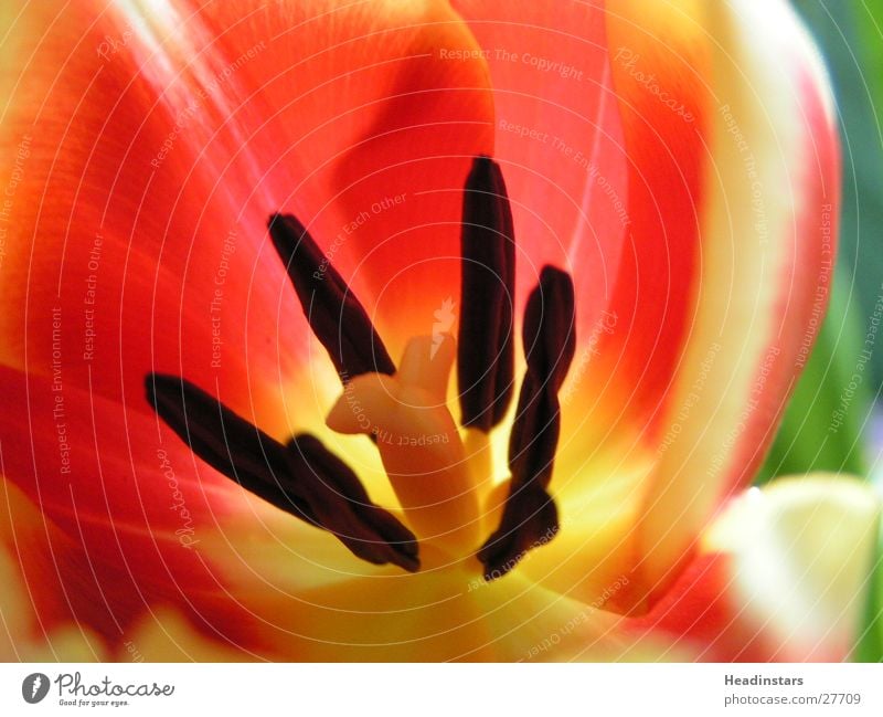 Macro of a tulip Makroaufnahme Tulpe Blume Flower Color