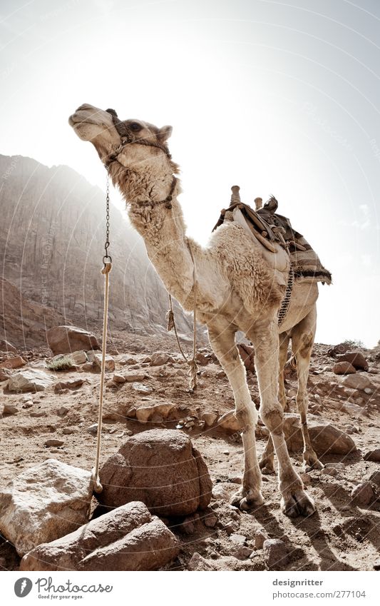 Schönheitsideal Ferien & Urlaub & Reisen Tourismus Abenteuer Ferne Safari Sommer Sommerurlaub Sinai-Berg Sinai-Halbinsel Ägypten Asien Verkehrsmittel