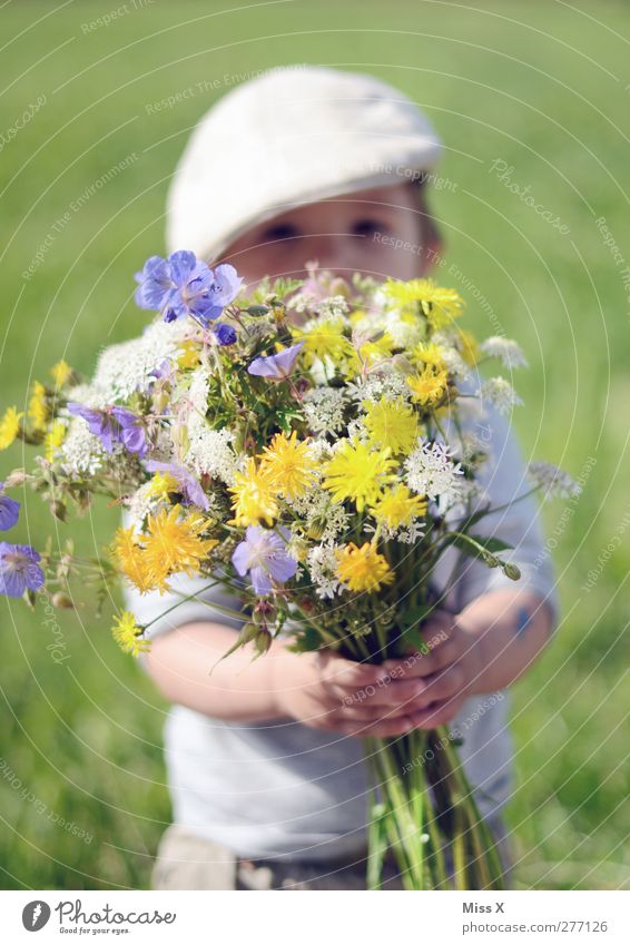 für Mami Mensch maskulin Kind Kleinkind Kindheit 1 1-3 Jahre Pflanze Frühling Sommer Schönes Wetter Blume Blüte Wiese Blühend Duft Fröhlichkeit klein niedlich