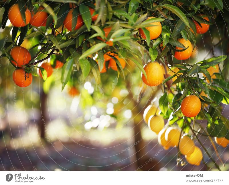 Orange Garden XIV ästhetisch Orangenbaum Orangenhain Baum Frucht Gesundheit ökologisch Vitamin C mediterran Südfrüchte reif Blatt viele Vegetarische Ernährung