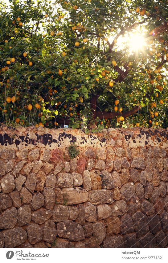 Orange Garden XV Umwelt Natur Landschaft Pflanze ästhetisch Mauer Zitrone Zitronensaft zitronengelb Zitronenbaum Zitronenblatt mediterran Spanien Mallorca