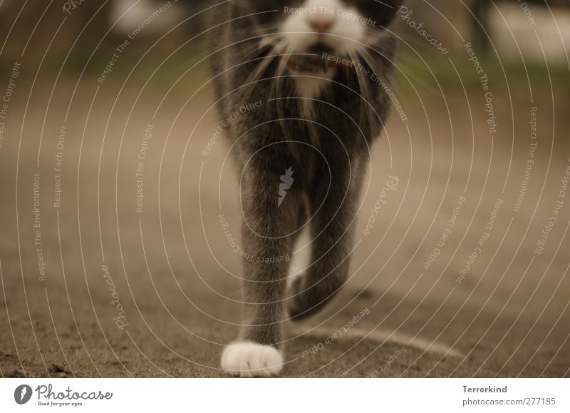 Hiddensee | grazie. Katze Hauskatze Tier Fell weich grau weiß Pfote Bewegung gehen Perspektive Boden Asphalt Schnurrhaar Schnauze Körper sanft
