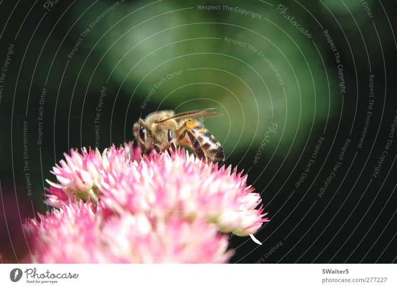 Die Honigsammlerin Pflanze Blüte Fetthenne Garten Biene 1 Tier fleißig Farbfoto mehrfarbig Außenaufnahme Nahaufnahme Detailaufnahme Makroaufnahme Menschenleer