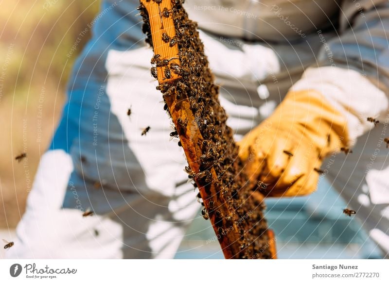Imker, die arbeiten, sammeln Honig. Biene Wabe Imkerei Bienenkorb Bienenstock Bauernhof Natur Honigbiene Zarge Mann Bienenwachs abholen Landwirtschaft