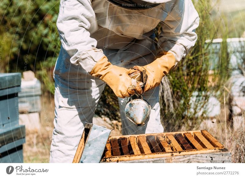 Imker, die arbeiten, sammeln Honig. Biene Wabe Imkerei Bienenkorb Bienenstock Bauernhof Rauch Rauchen Natur Honigbiene Mann Bienenwachs abholen Landwirtschaft