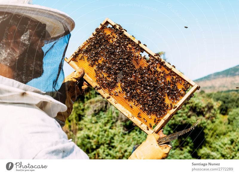 Imker, die arbeiten, sammeln Honig. Biene Wabe Imkerei Bienenkorb Bienenstock Bauernhof Natur Honigbiene Mann Bienenwachs abholen Landwirtschaft hausgemacht