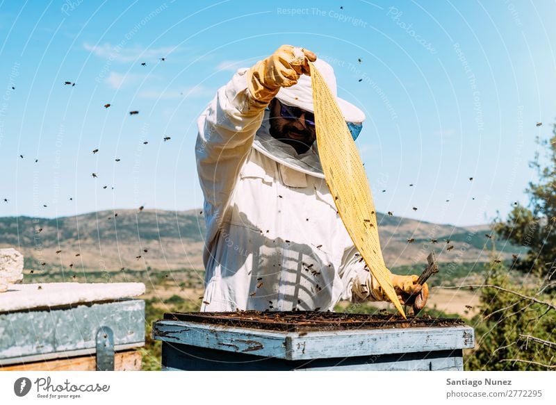 Imker, die arbeiten, sammeln Honig. Biene Wabe Imkerei Bienenkorb Bienenstock Bauernhof Natur Honigbiene Mann Bienenwachs abholen Landwirtschaft hausgemacht