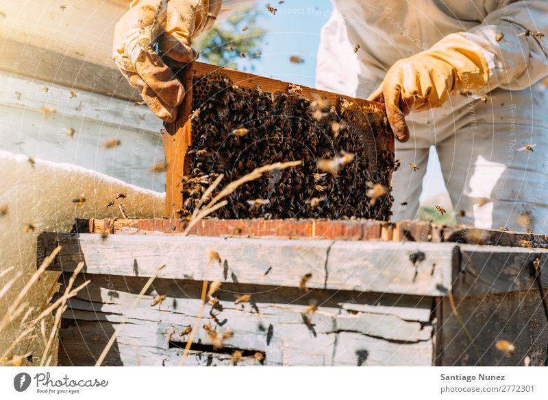 Imker, die arbeiten, sammeln Honig. Biene Wabe Imkerei Bienenkorb Bienenstock Bauernhof Natur Honigbiene Zarge Mann Bienenwachs abholen Landwirtschaft
